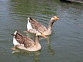 Copie de IMG_0302.jpg
